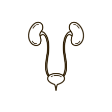 genito-urinary organe