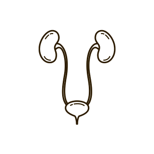 genito-urinary organe
